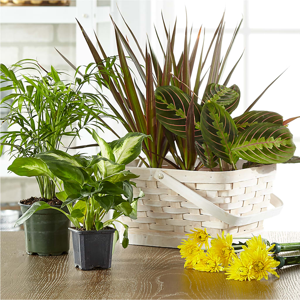 Florist Designed Blooming and Green Plants in a Basket – Fleuriste Rive Sud, Longueuil PQ