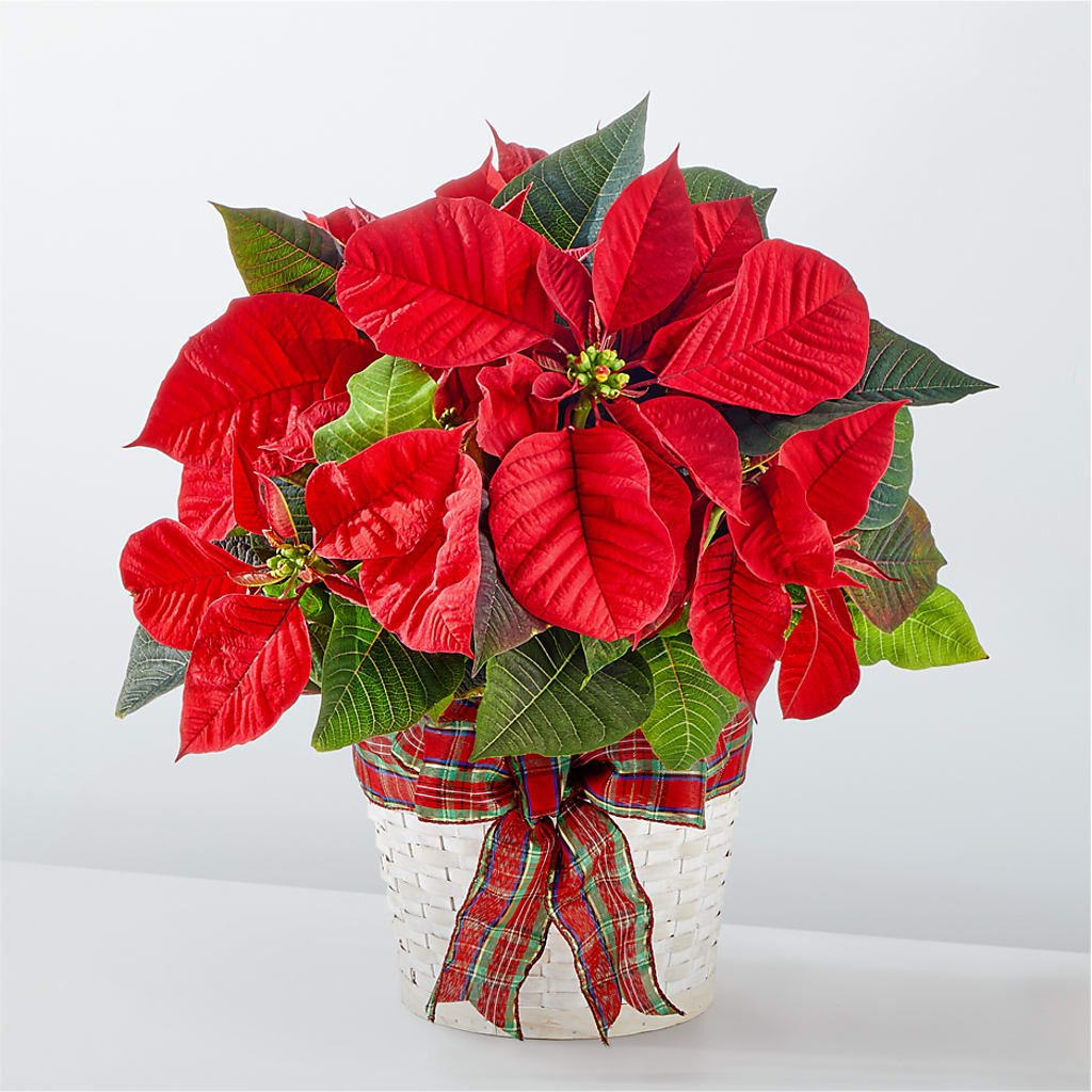 Happiest Holidays Poinsettia – Fleuriste Rive Sud, Longueuil PQ