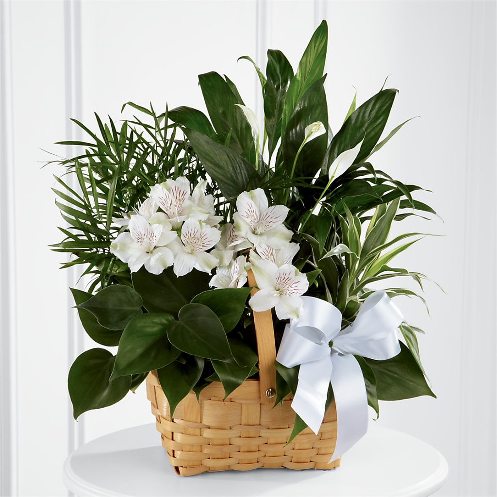 Peace & Serenity Dishgarden – Fleuriste Rive Sud, Longueuil PQ