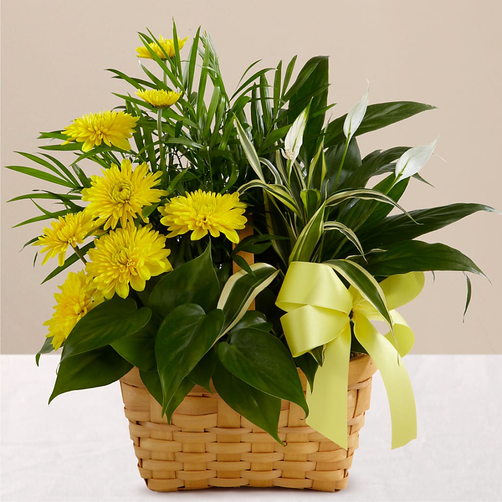 Loving Light Dishgarden – Fleuriste Rive Sud, Longueuil PQ