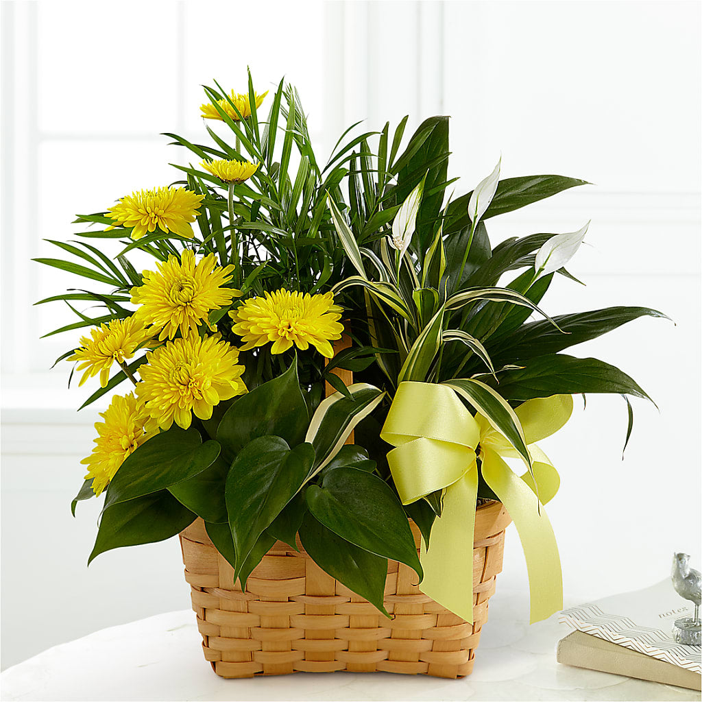Loving Light Dishgarden – Fleuriste Rive Sud, Longueuil PQ
