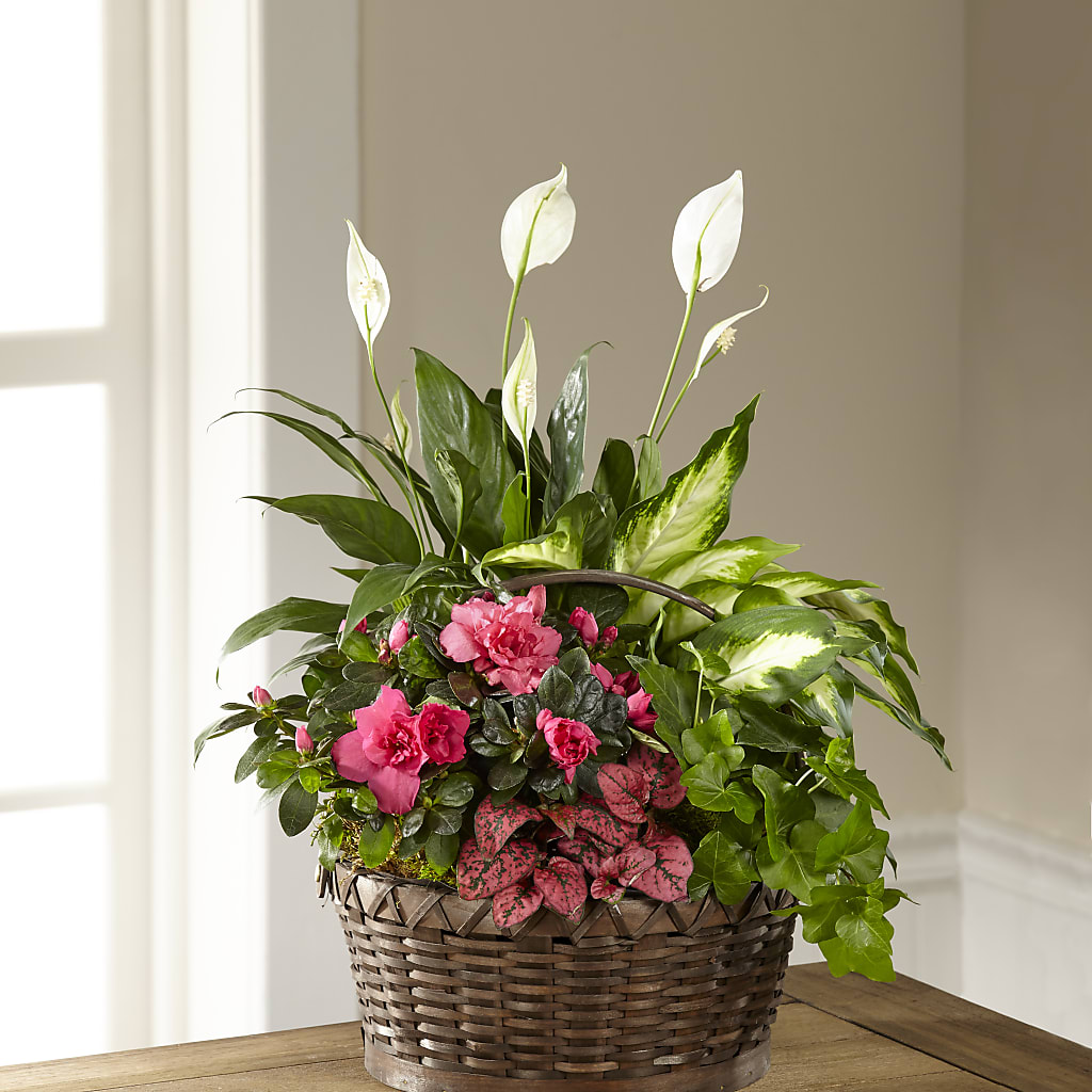 Dream in Pink Dishgarden – Fleuriste Rive Sud, Longueuil PQ