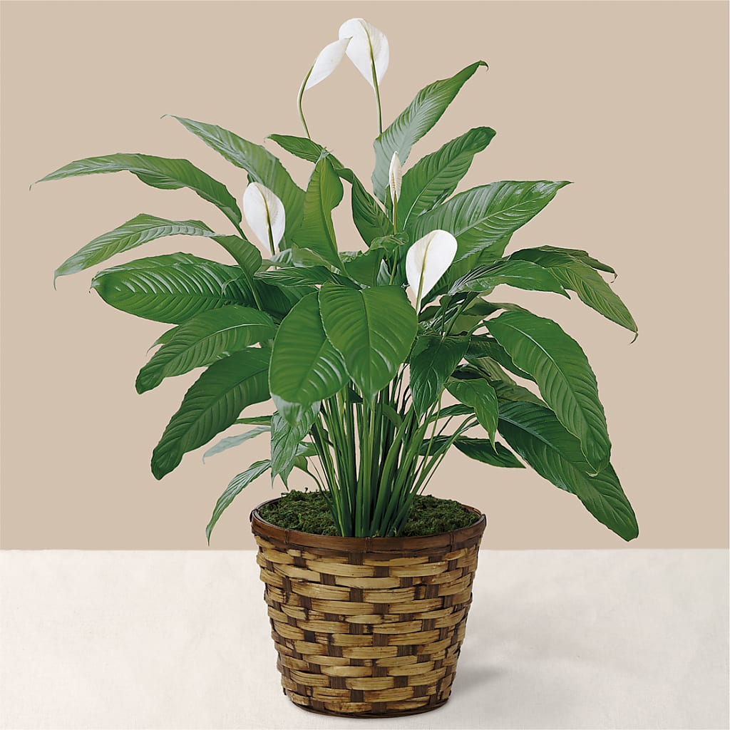 Tranquil Moments Peace Lily Plant – Fleuriste Rive Sud, Longueuil PQ