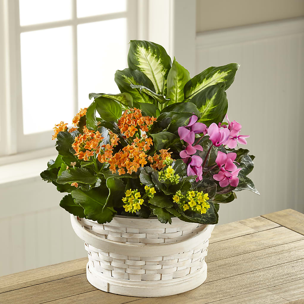 Color Crush Dishgarden – Fleuriste Rive Sud, Longueuil PQ