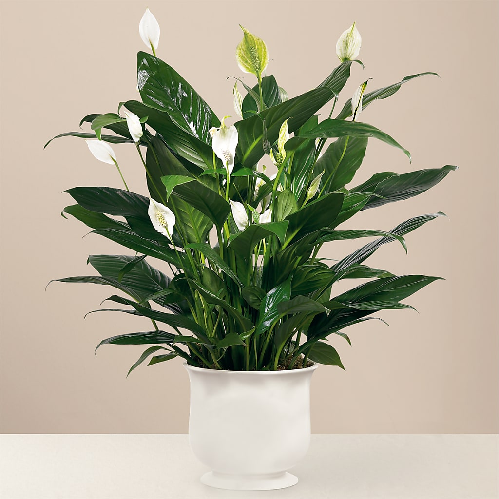 Comfort Planter – Fleuriste Rive Sud, Longueuil PQ