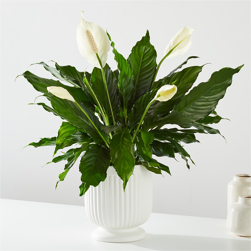 Comfort Planter – Fleuriste Rive Sud, Longueuil PQ