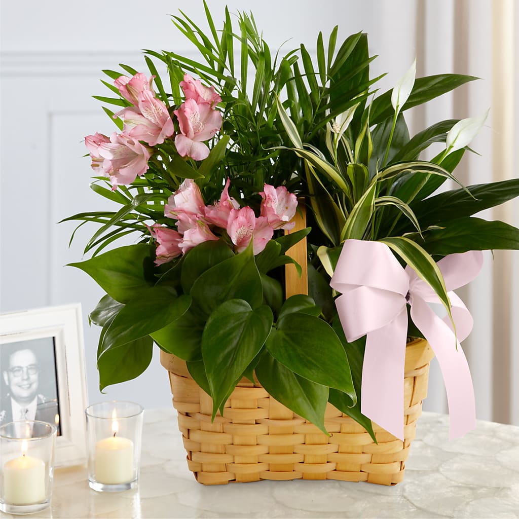 Living Spirit Dishgarden – Fleuriste Rive Sud, Longueuil PQ