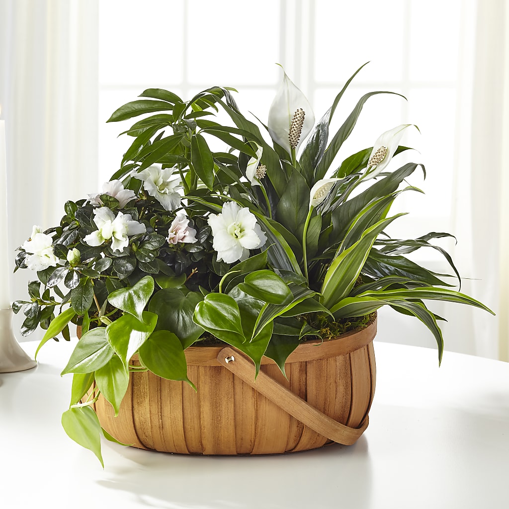 Serene Dishgarden – Fleuriste Rive Sud, Longueuil PQ