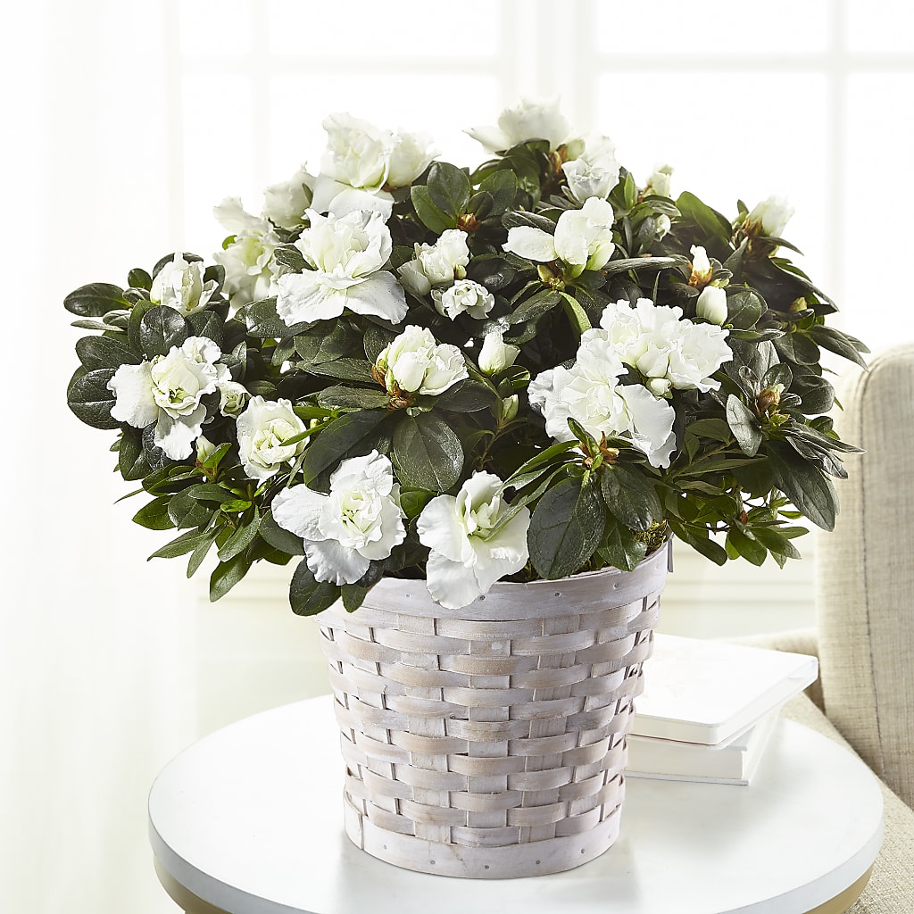 White Azalea Plant – Fleuriste Rive Sud, Longueuil PQ