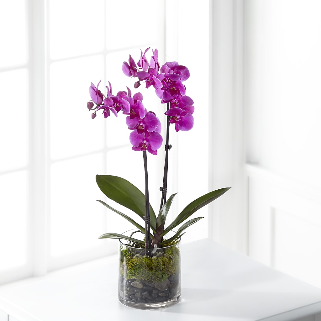 Pink Orchid Plant – Fleuriste Rive Sud, Longueuil PQ