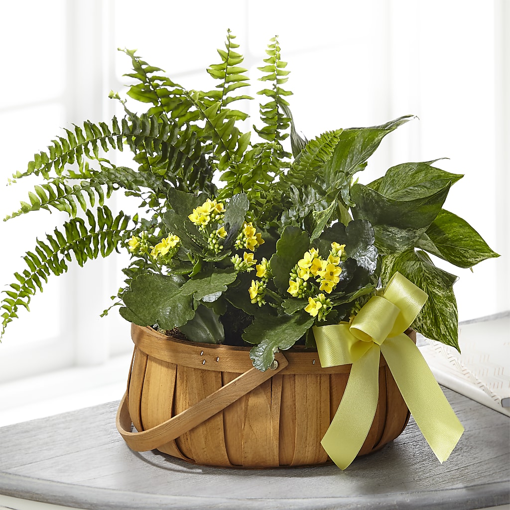 Always Dear Dishgarden – Fleuriste Rive Sud, Longueuil PQ