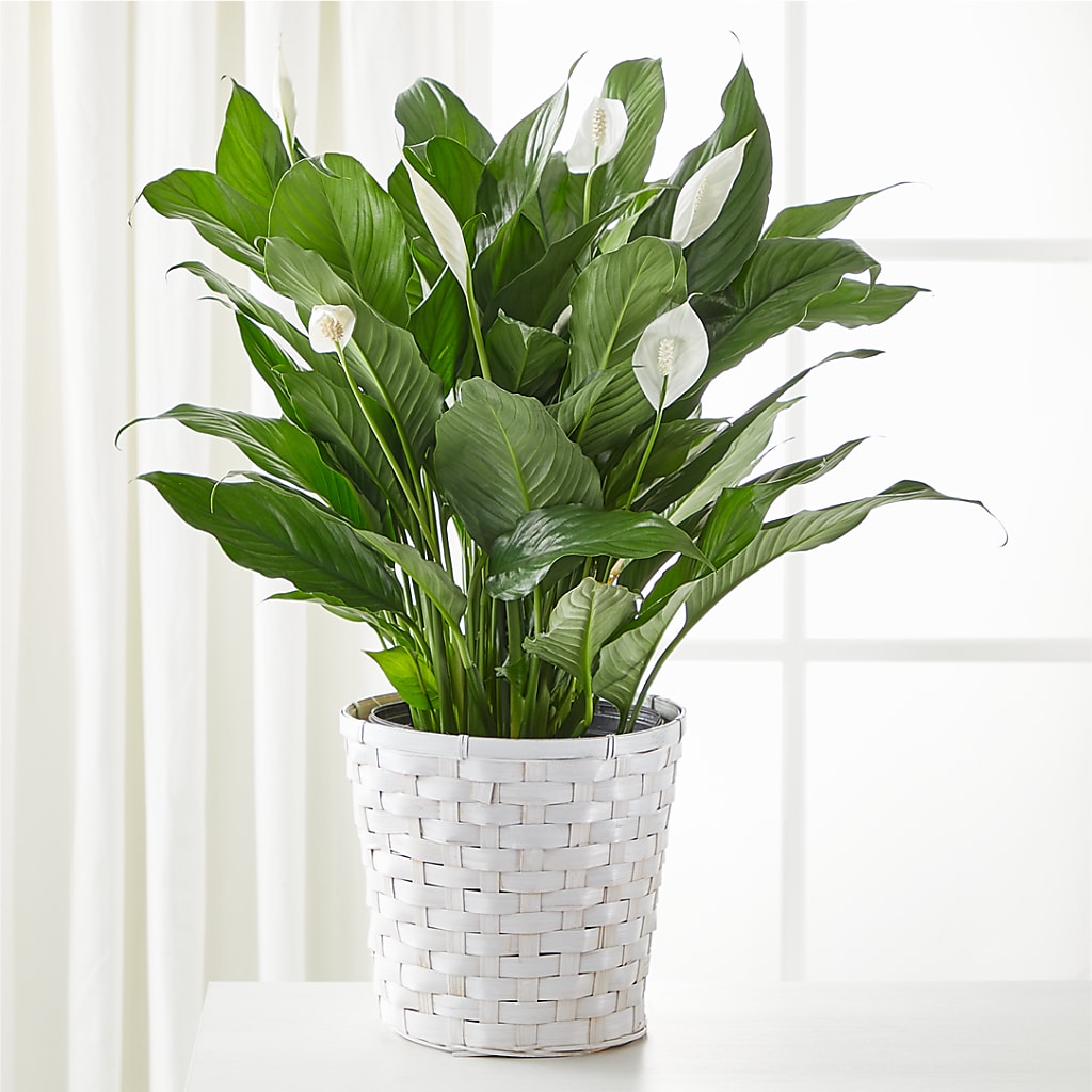 A New Leaf Peace Lily – Fleuriste Rive Sud, Longueuil PQ