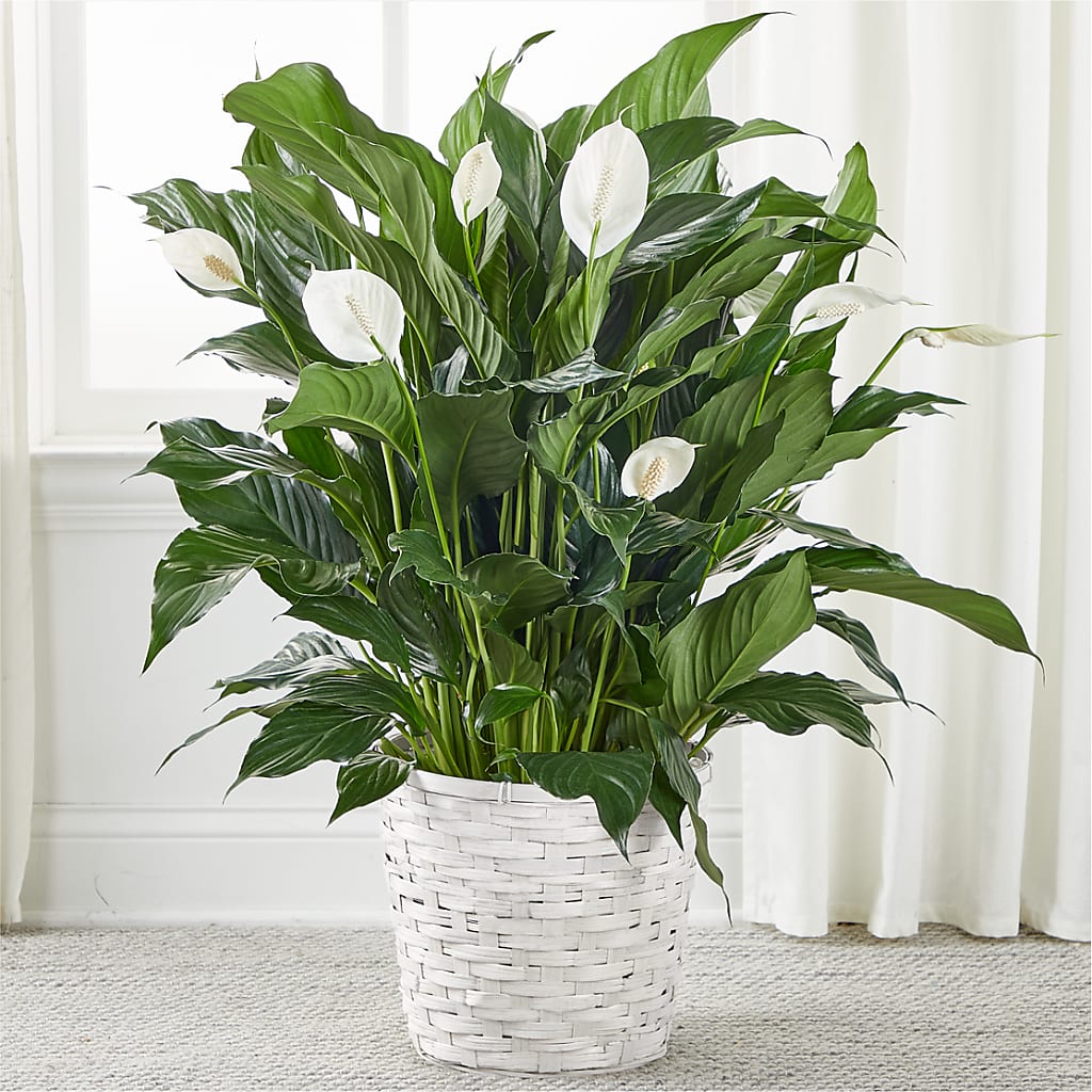 A New Leaf Peace Lily – Fleuriste Rive Sud, Longueuil PQ