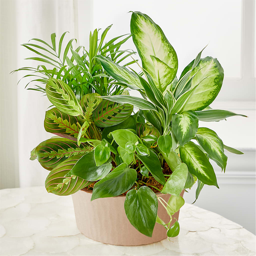 Balance & Harmony Dishgarden – Fleuriste Rive Sud, Longueuil PQ