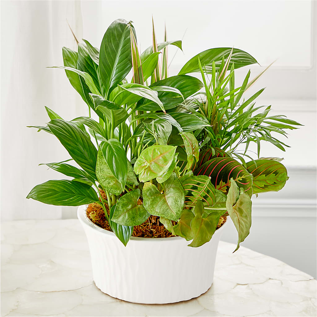 Balance & Harmony Dishgarden – Fleuriste Rive Sud, Longueuil PQ