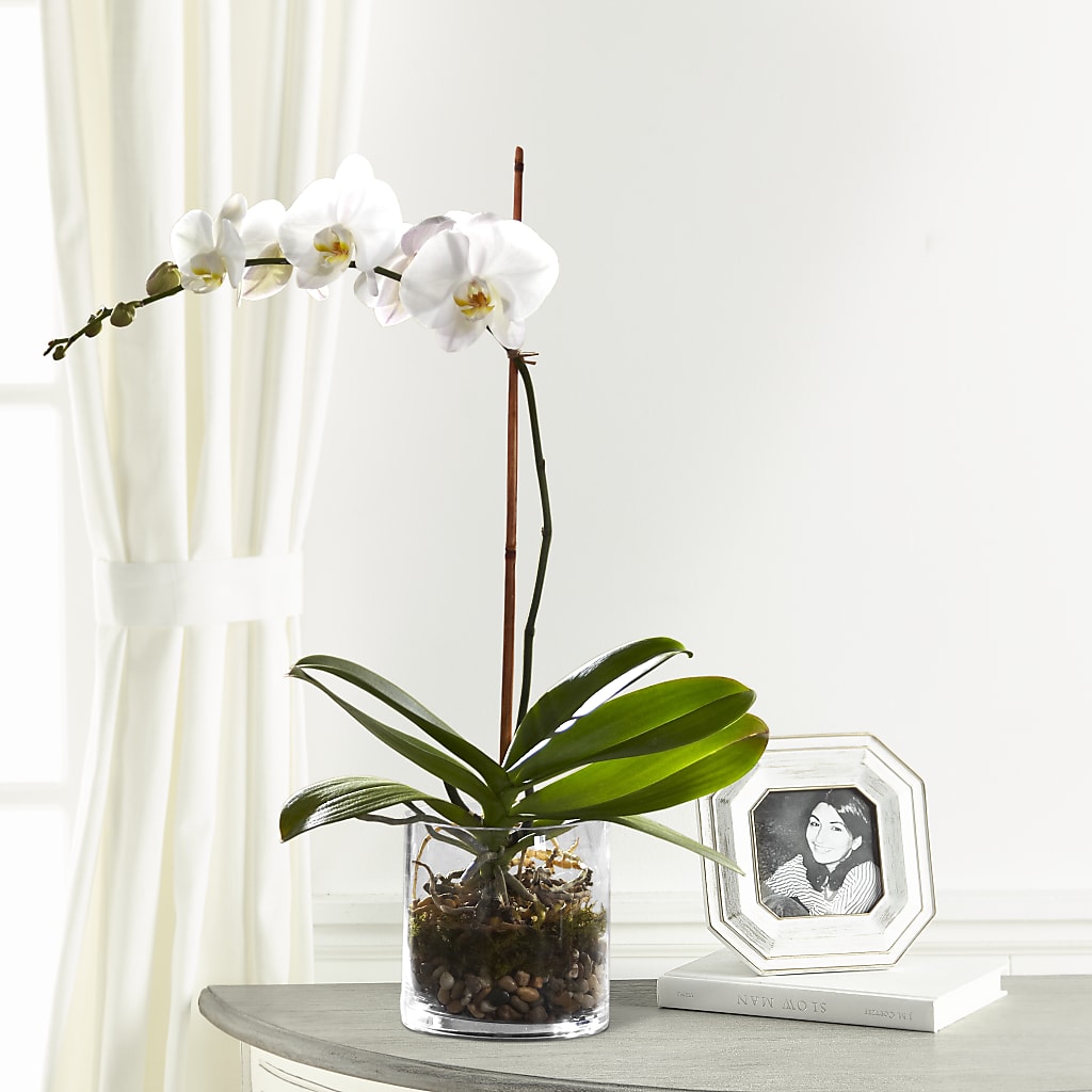 White Orchid Planter – Fleuriste Rive Sud, Longueuil PQ