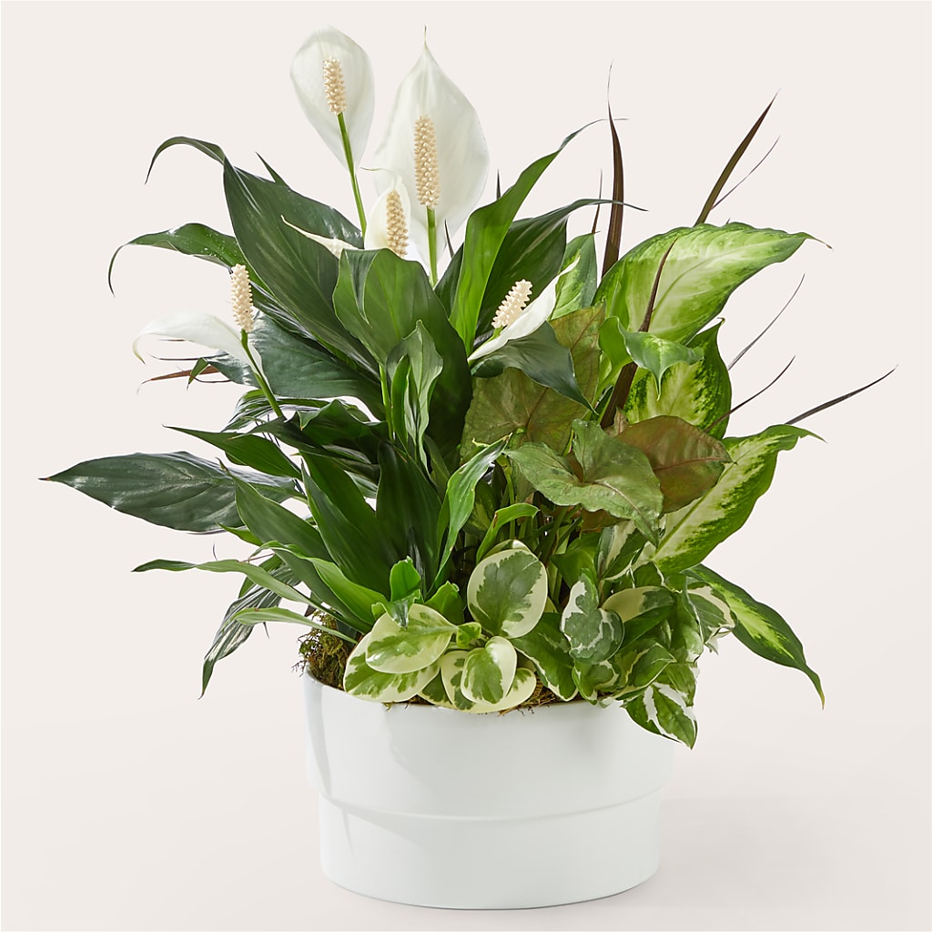 Radiating Positivity Dishgarden – Fleuriste Rive Sud, Longueuil PQ
