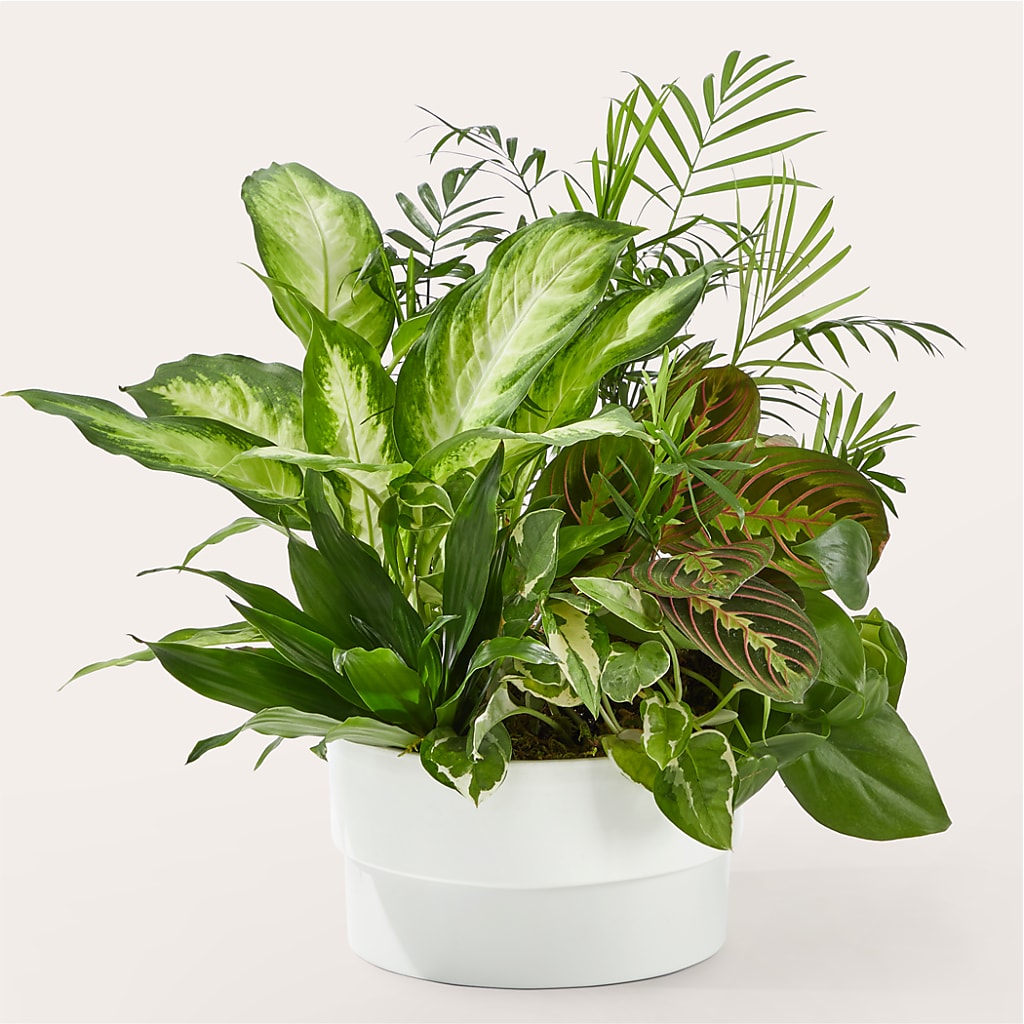 Radiating Positivity Dishgarden – Fleuriste Rive Sud, Longueuil PQ