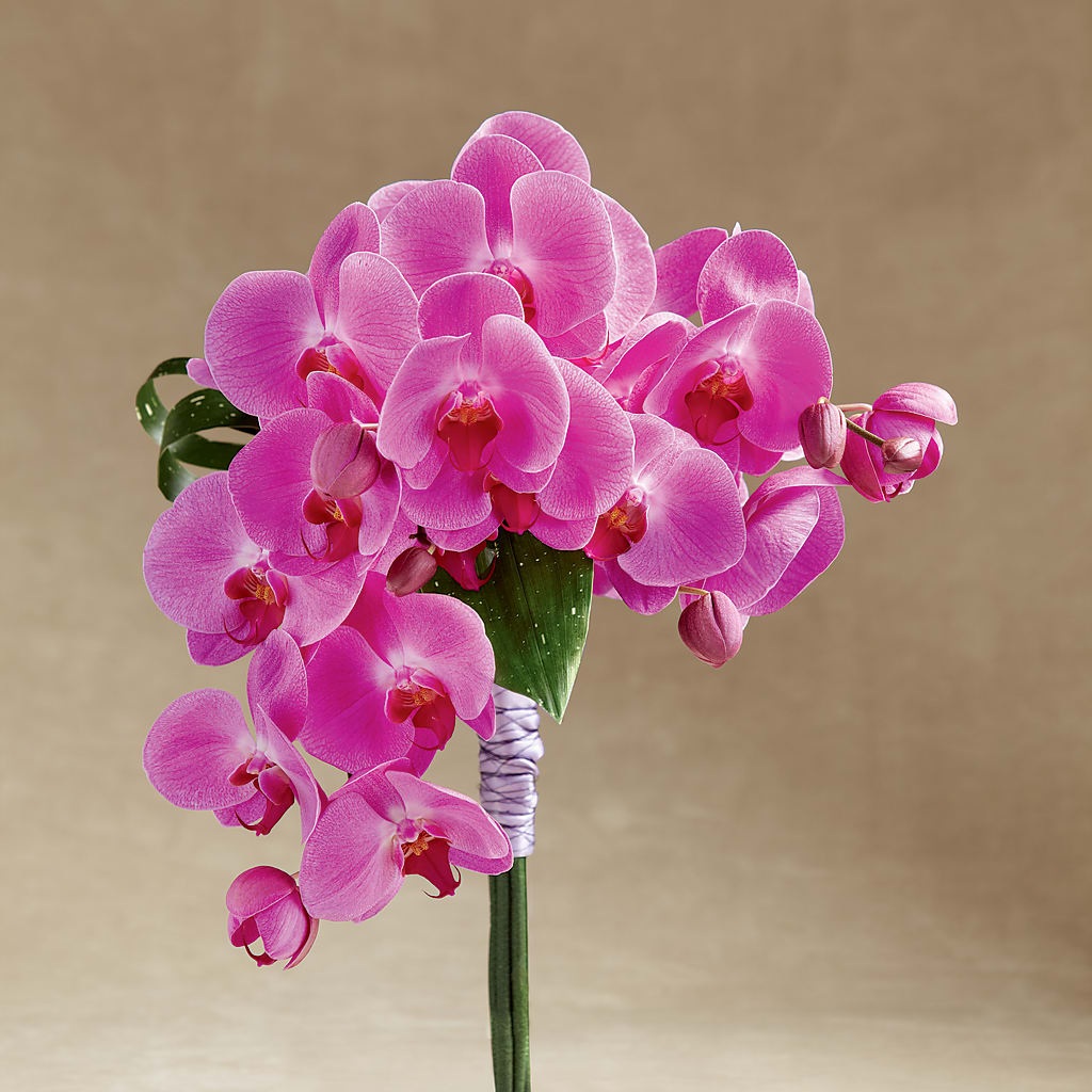 Glorious Bouquet – Fleuriste Rive Sud, Longueuil PQ