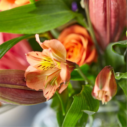 Bold & Bright – A Florist Original –  Fleuriste Rive Sud, Longueuil PQ