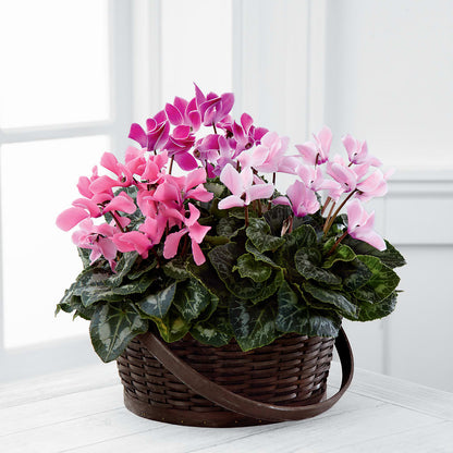 Mixed Cyclamen Planter –  Fleuriste Rive Sud, Longueuil PQ
