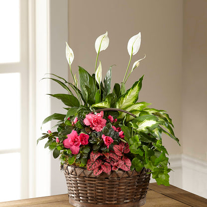 Dream in Pink Dishgarden –  Fleuriste Rive Sud, Longueuil PQ