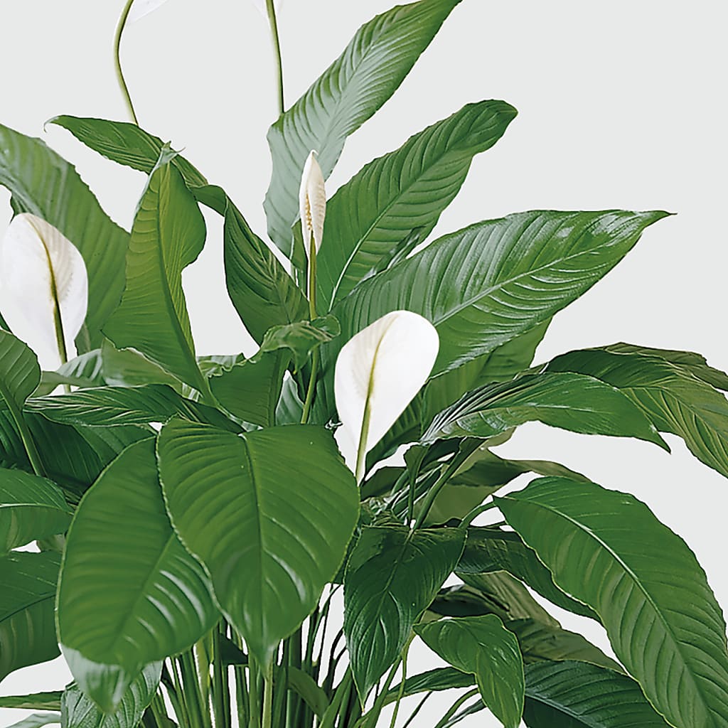 Tranquil Moments Peace Lily Plant –  Fleuriste Rive Sud, Longueuil PQ
