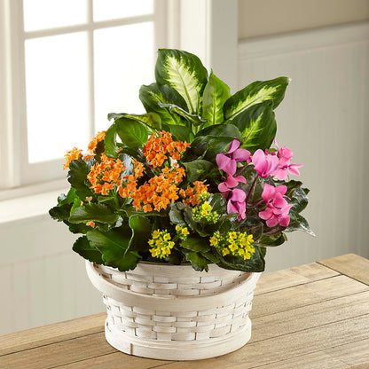 Color Crush Dishgarden –  Fleuriste Rive Sud, Longueuil PQ