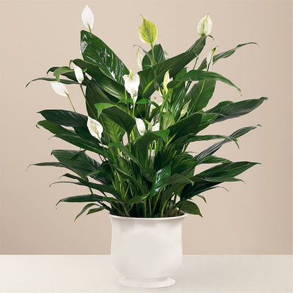 Comfort Planter –  Fleuriste Rive Sud, Longueuil PQ