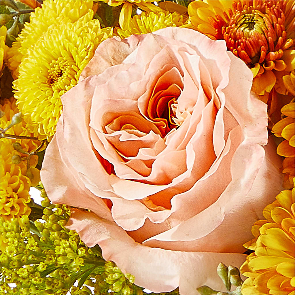 Peachy Pumpkin –  Fleuriste Rive Sud, Longueuil PQ