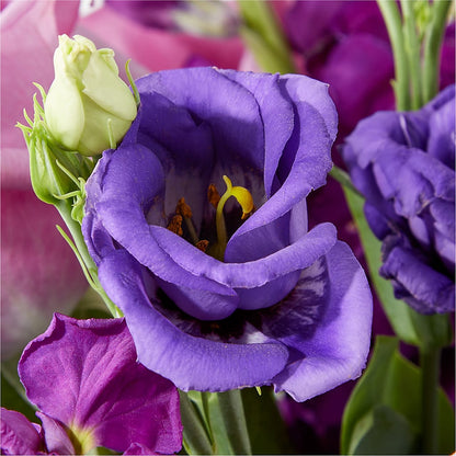 Twilight Glow Bouquet –  Fleuriste Rive Sud, Longueuil PQ
