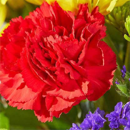 Brighter Days Bouquet –  Fleuriste Rive Sud, Longueuil PQ