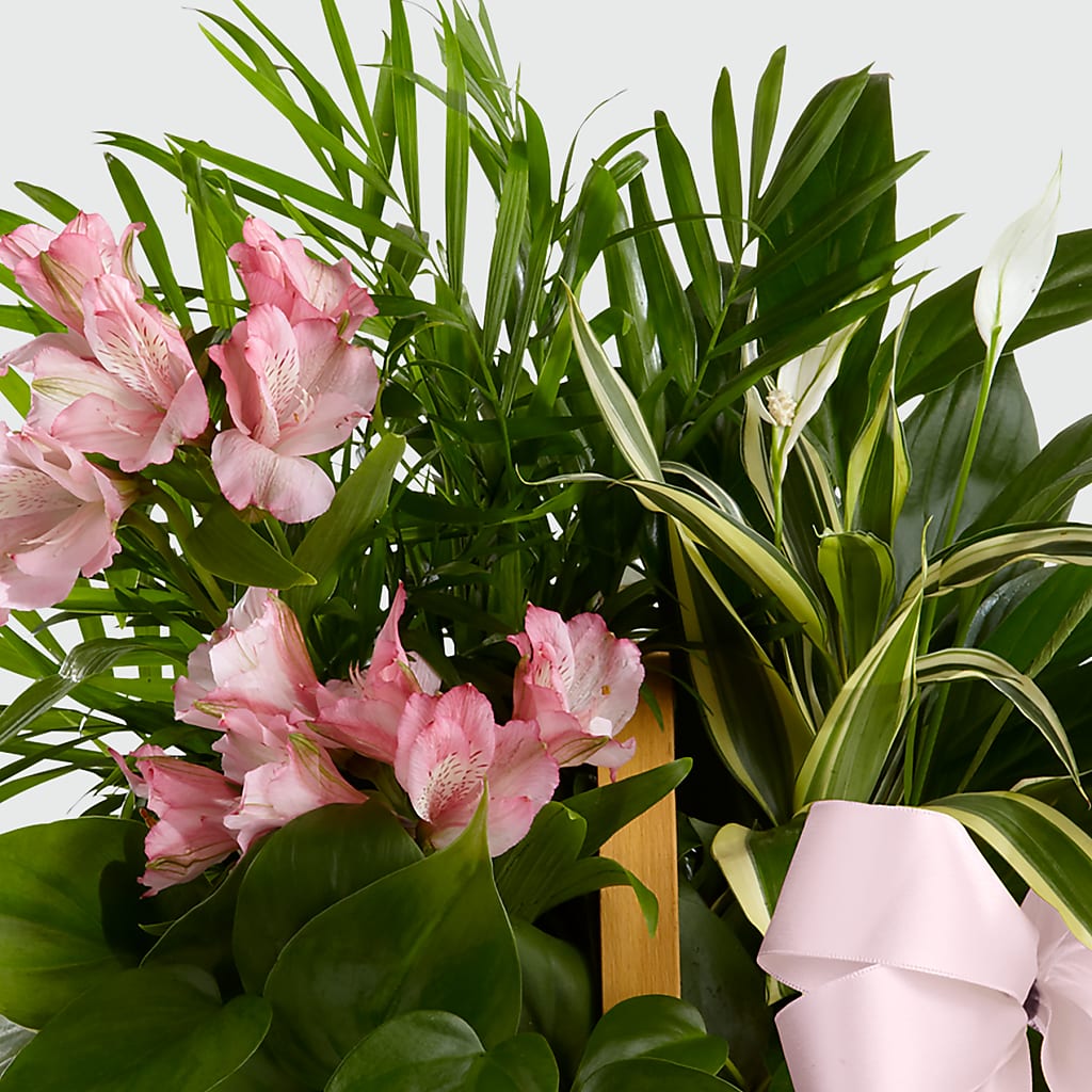 Living Spirit Dishgarden –  Fleuriste Rive Sud, Longueuil PQ