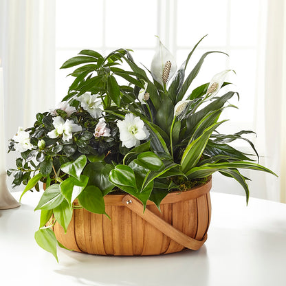 Serene Dishgarden –  Fleuriste Rive Sud, Longueuil PQ