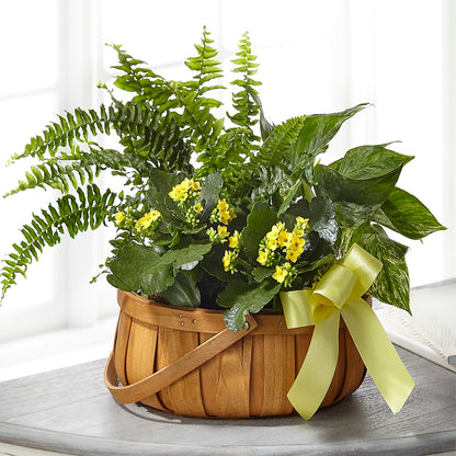 Always Dear Dishgarden –  Fleuriste Rive Sud, Longueuil PQ