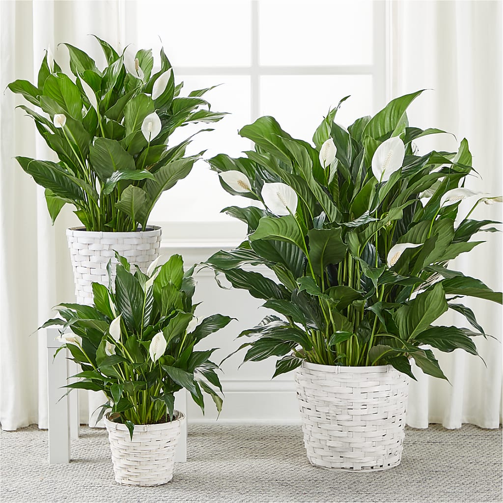 A New Leaf Peace Lily –  Fleuriste Rive Sud, Longueuil PQ