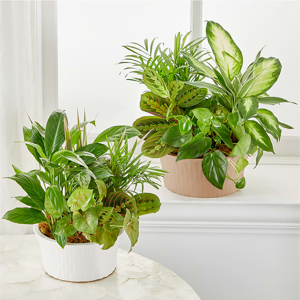 Balance & Harmony Dishgarden –  Fleuriste Rive Sud, Longueuil PQ