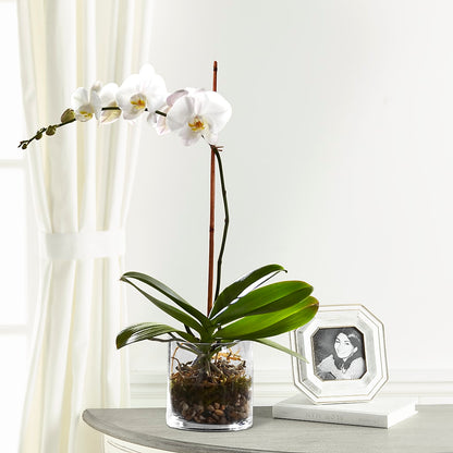White Orchid Planter –  Fleuriste Rive Sud, Longueuil PQ