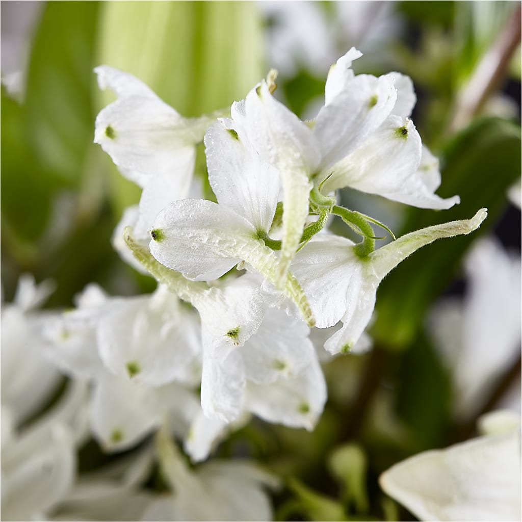 Classic Ivory – A Florist Original –  Fleuriste Rive Sud, Longueuil PQ