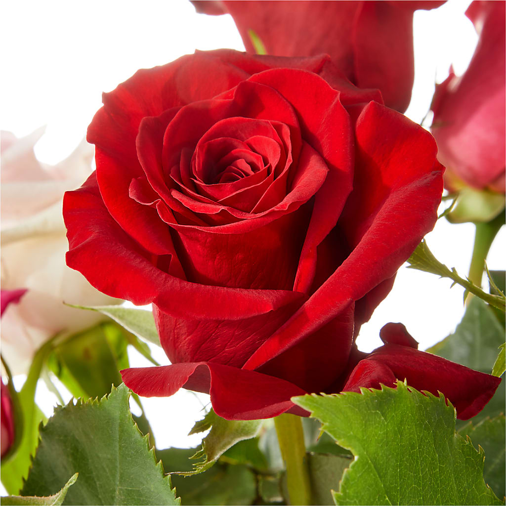 Love Notes Rose Bouquet –  Fleuriste Rive Sud, Longueuil PQ